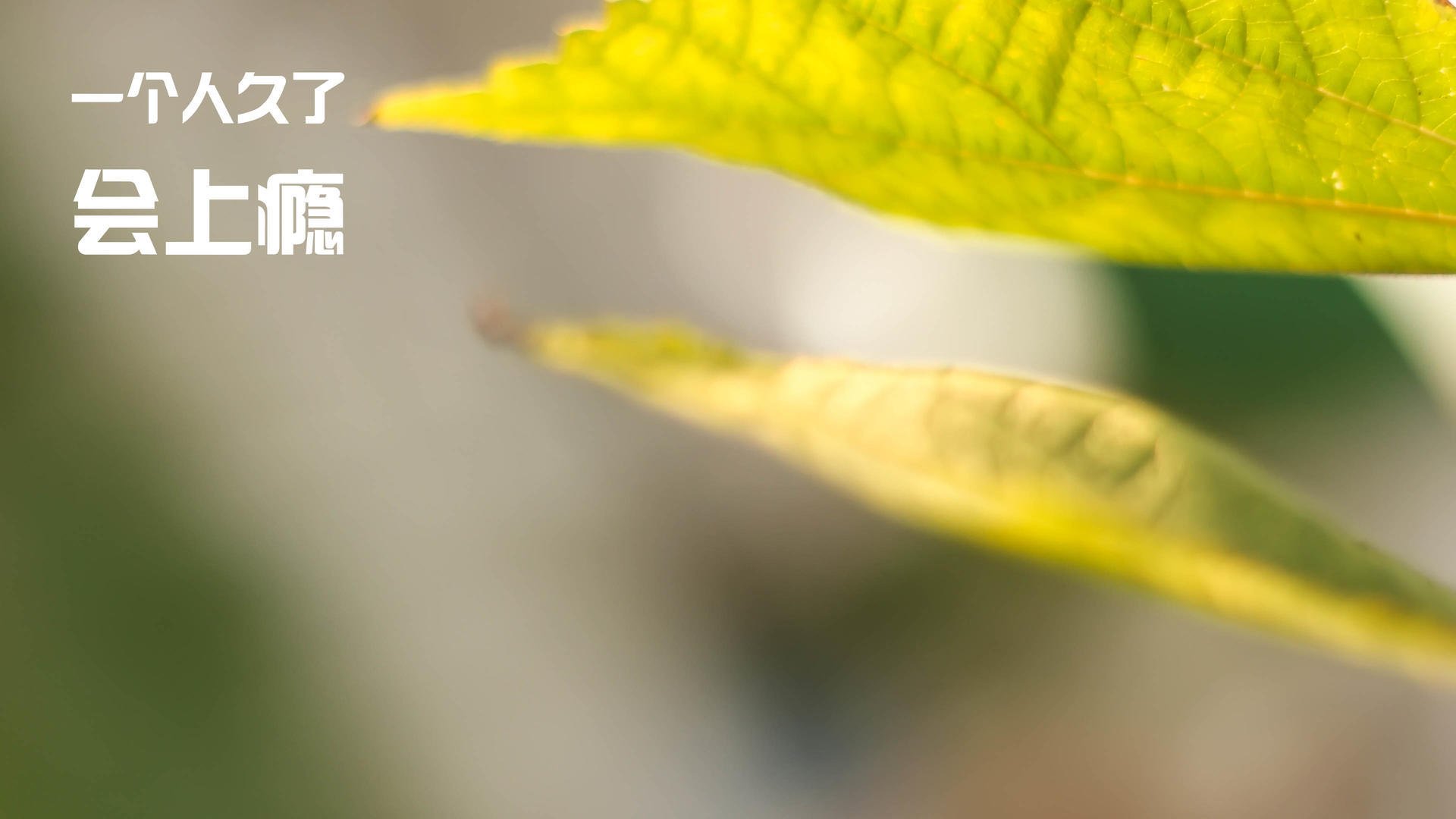 乐鱼体育官网优惠-斯洛文尼亚男篮在欧洲锦标赛中表现出色，夺得金牌，斯洛文尼亚男篮球风格